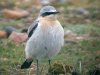 Wheatear at Gunners Park (Steve Arlow) (96469 bytes)